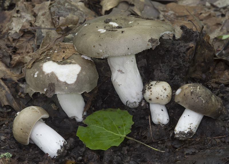 Russula medullata